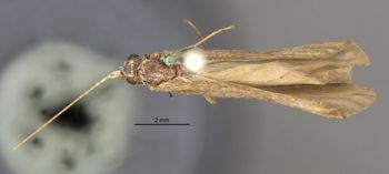 Media type: image;   Entomology 10984 Aspect: habitus dorsal view